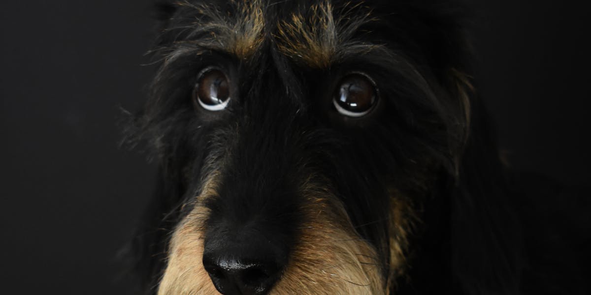 types of dachshunds