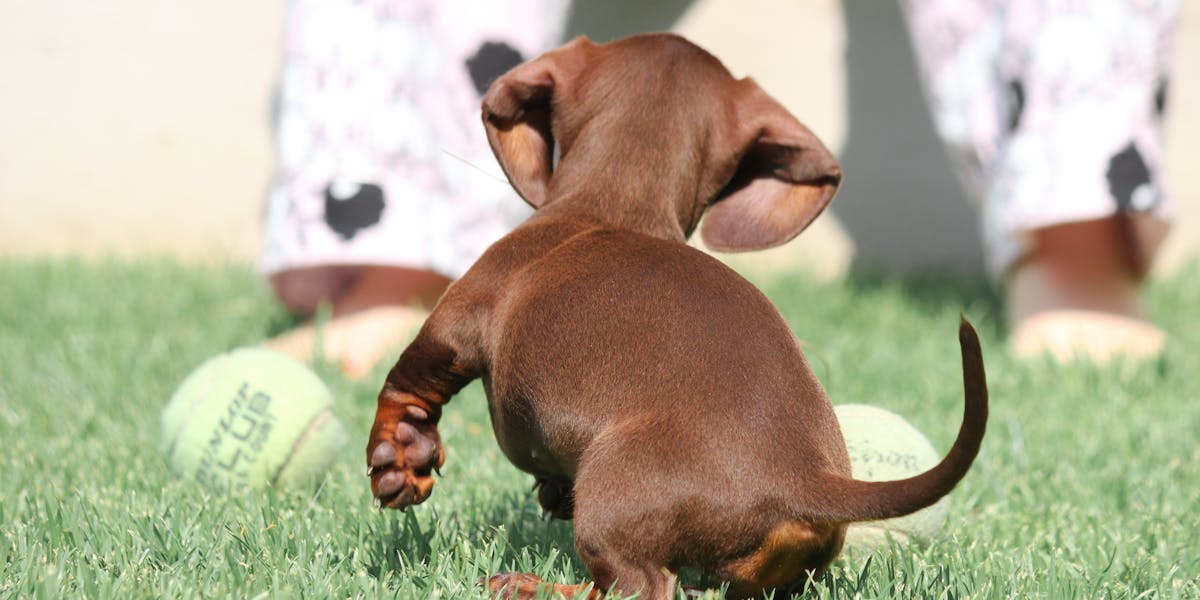 dachshund spine problems