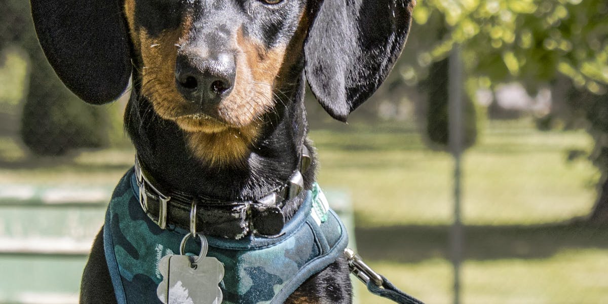 best dachshund products