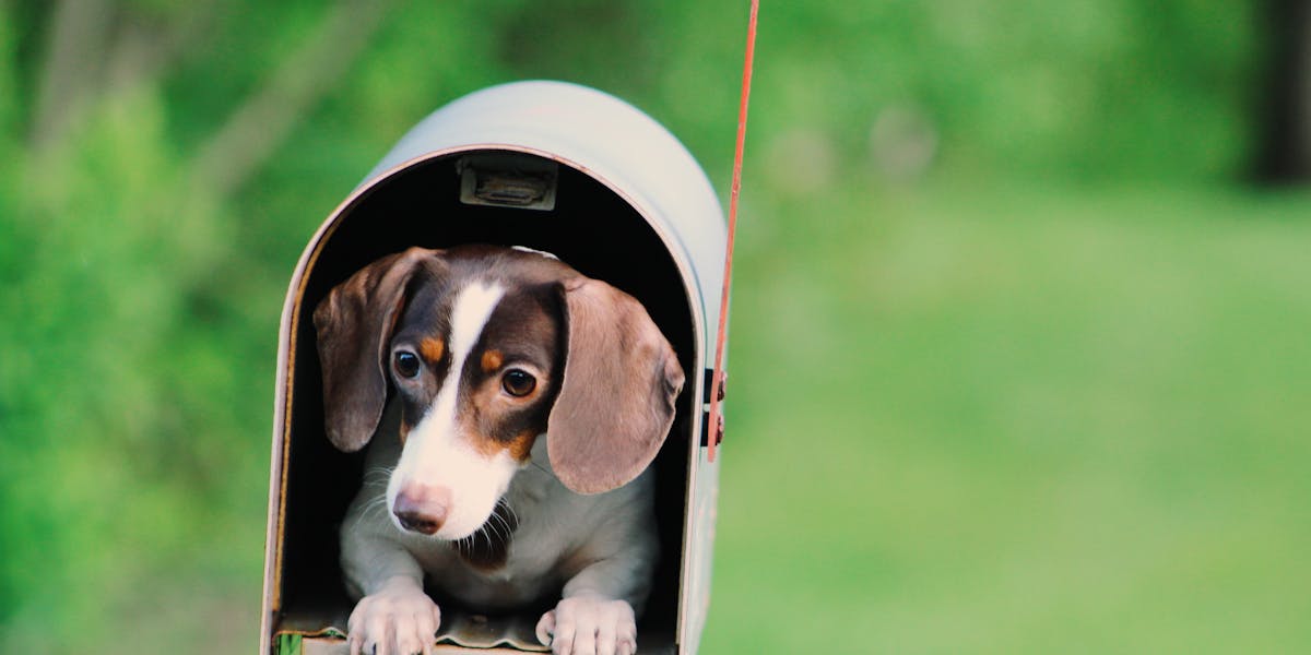 dachshund photography tips