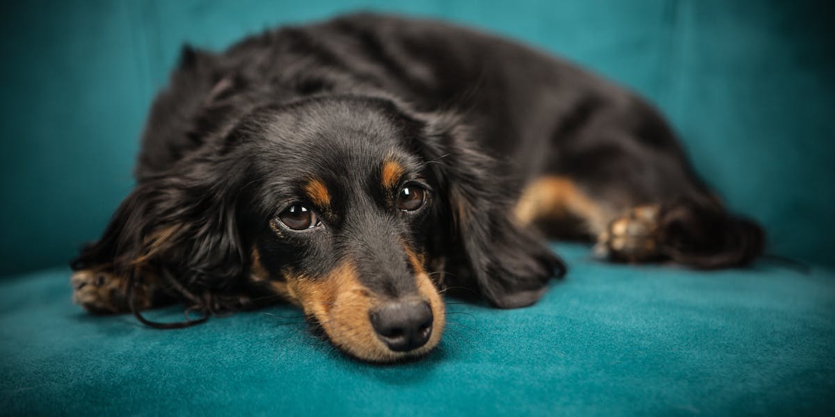 dachshund puppy essentials