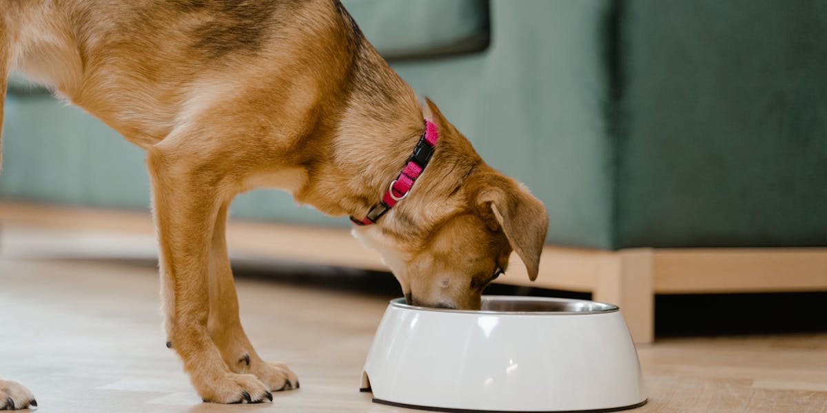 dachshund forbidden foods