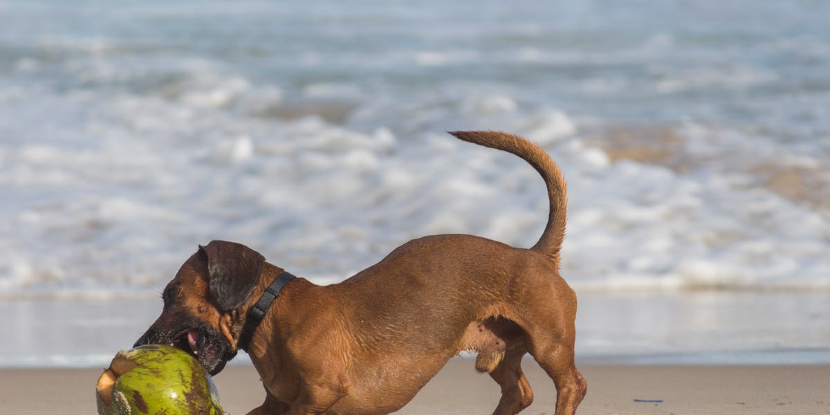 dachshund barking solution