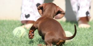 dachshund instagram tips