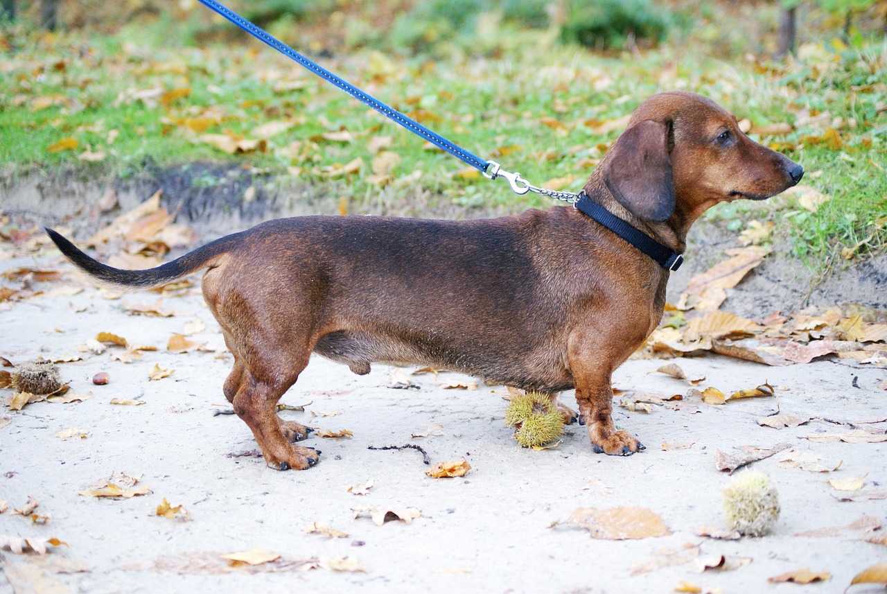 dachshund, pet, animal, dog, hunting dog