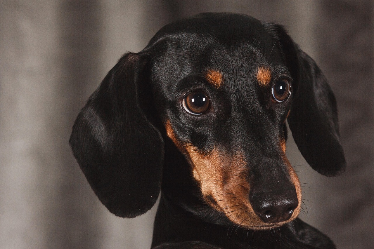 dog, dachshund, animal, nature, pet, sight