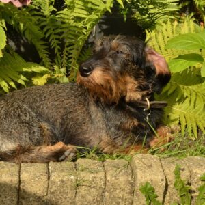 dog, dachshund, pet, long haired, sun, sunlight, heat, animal, relax, nature, plant