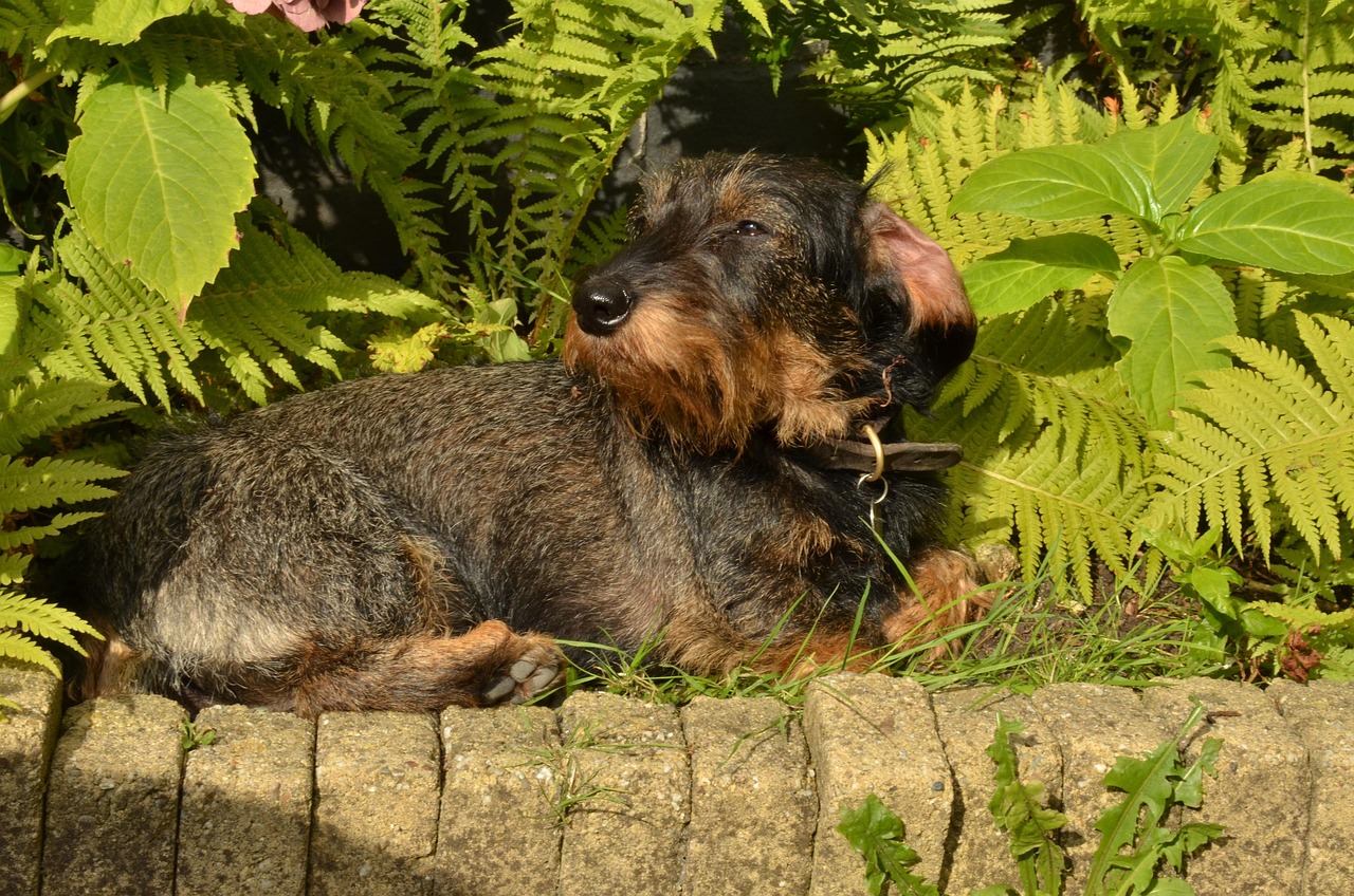 dog, dachshund, pet, long haired, sun, sunlight, heat, animal, relax, nature, plant