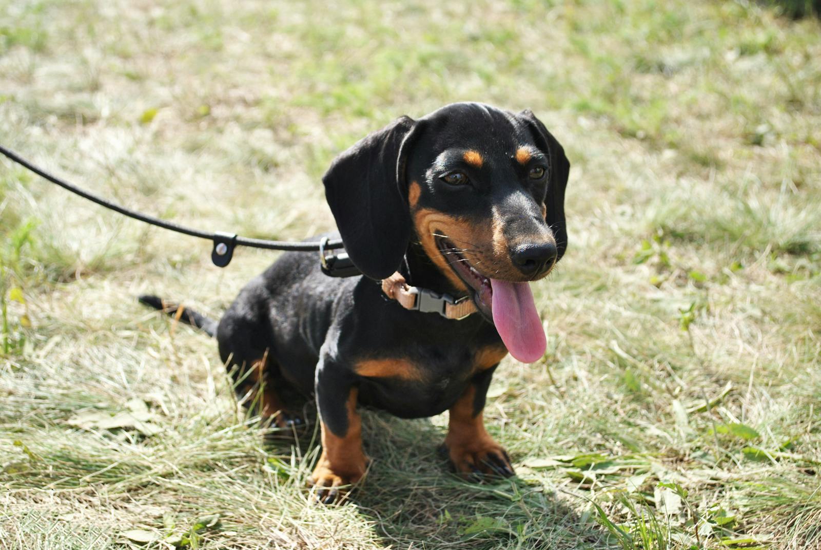 Cute Dachshund puppy sitting on grass, leash attached, enjoying a sunny day outdoors.