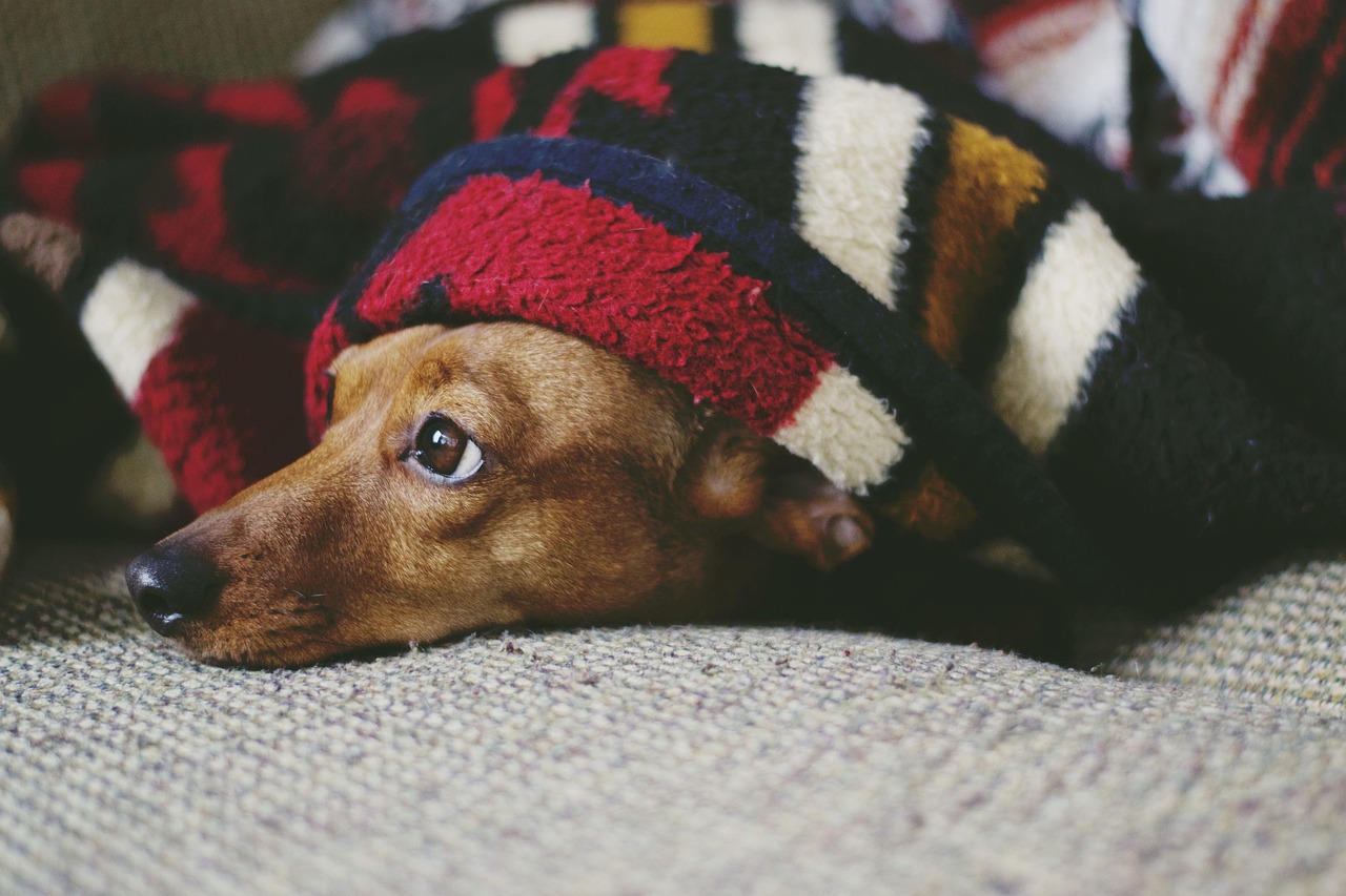 dog, puppy, sleep, sleeping, laying down, pet, cozy, cute, adorable, animal, weiner dog, dachshund