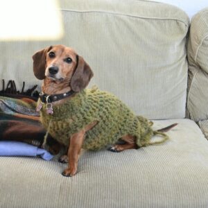 Side view of dachshund dressed in knitwear sitting on couch near plaids in flat