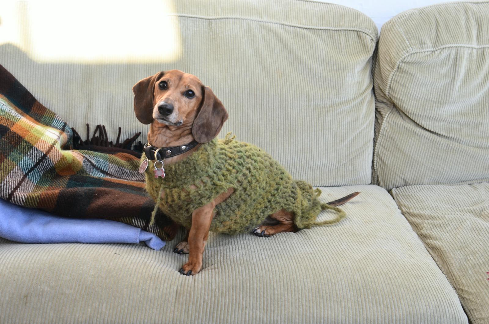 Side view of dachshund dressed in knitwear sitting on couch near plaids in flat