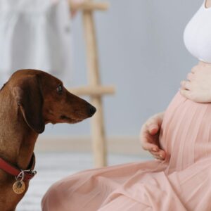 Pregnant woman sitting with a dachshund beside her, indoors and peaceful.