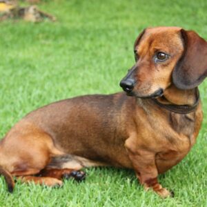 dog, puppy, dachshund, wiener, nature, pet, cute, animal