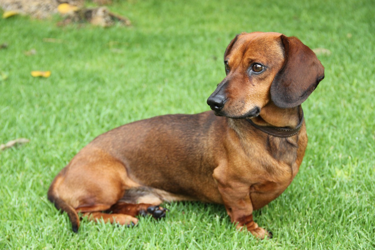 dog, puppy, dachshund, wiener, nature, pet, cute, animal