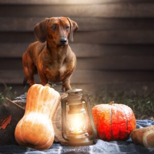 dog, dachshund, pet, pumpkins, lamp, animal, autumn, nature