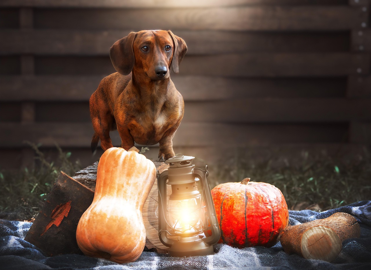 dog, dachshund, pet, pumpkins, lamp, animal, autumn, nature