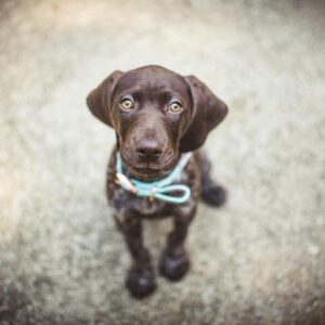 Cute chocolate Labrador puppy wearing a collar, gazing upwards on a soft background.