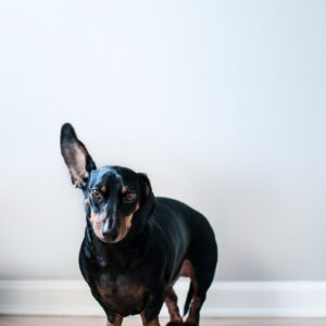 adult black and tan dachshund