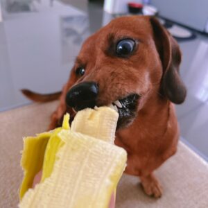 A brown dog eating a banana from a person's hand