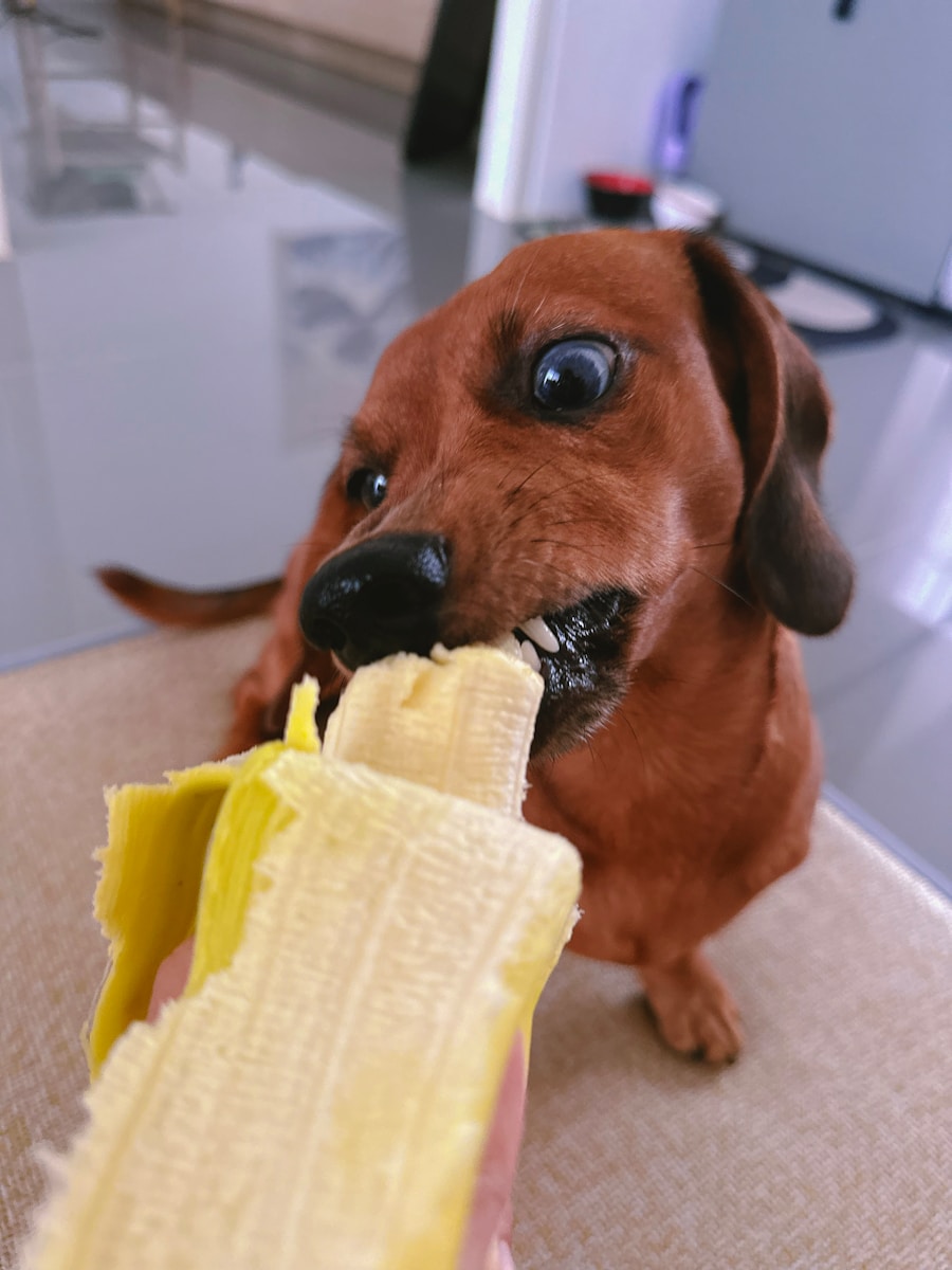 A brown dog eating a banana from a person's hand
