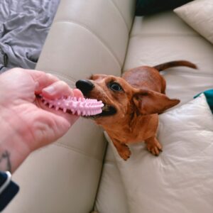 Dog happily plays tug-of-war with a toy.