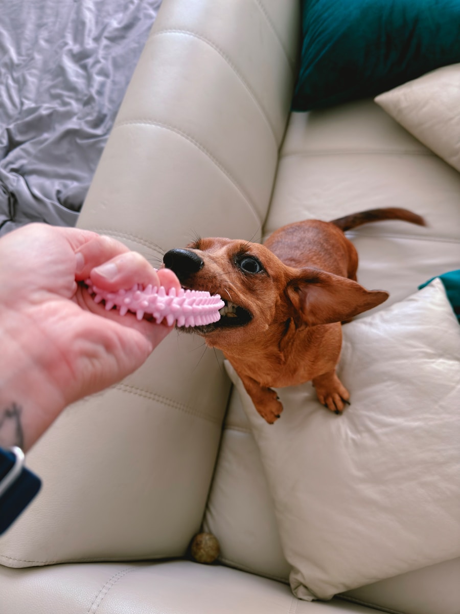 Dog happily plays tug-of-war with a toy.